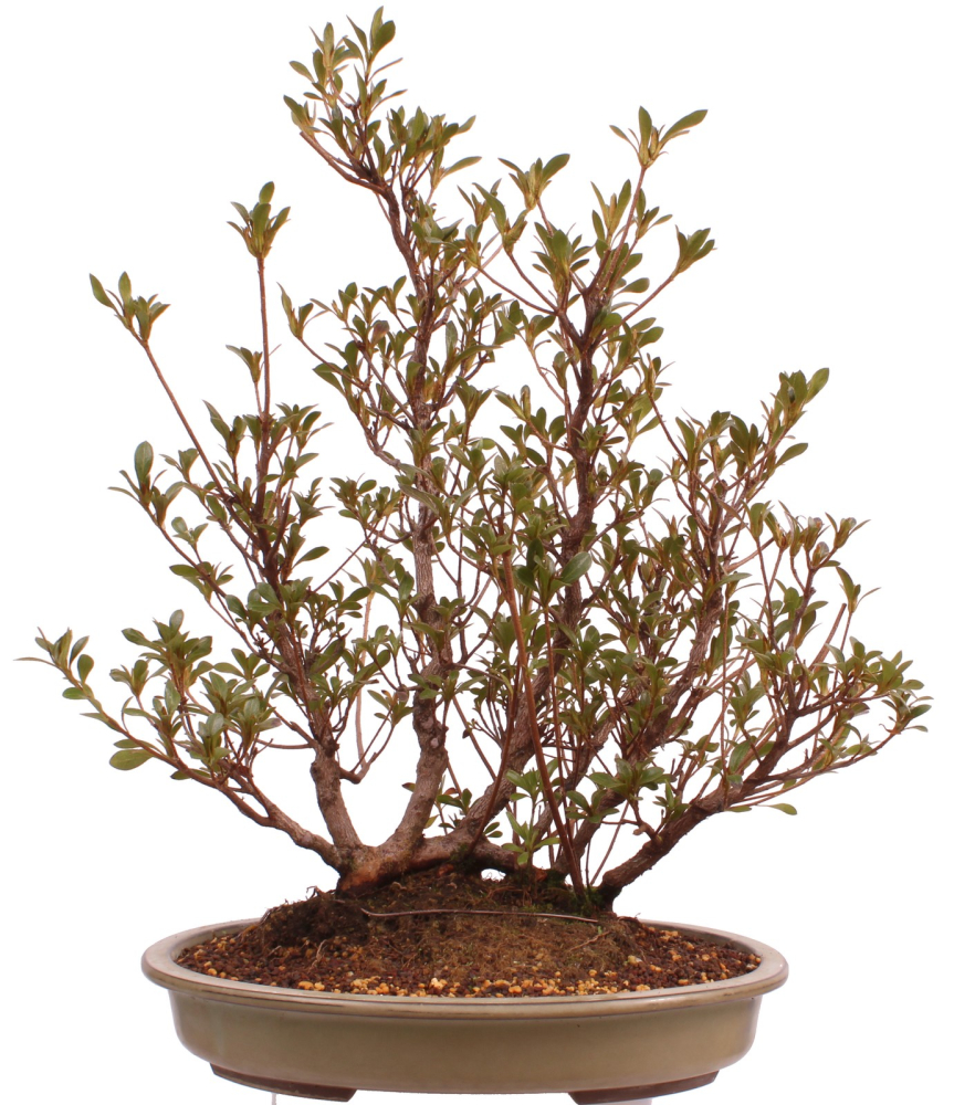 Bonsai Japanische Satsuki Azalee 'Hanabin' Rhododendron indicum 229/136