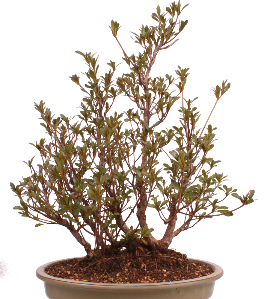 Bonsai Japanische Satsuki Azalee 'Hanabin' Rhododendron indicum 229/136