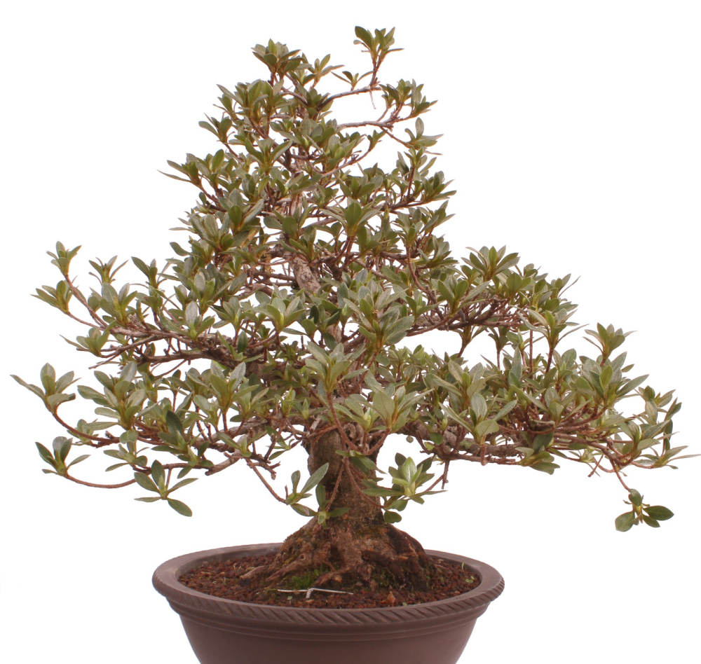 Bonsai Japanische Satsuki Azalee 'Megumi' Rhododendron indicum 229/137