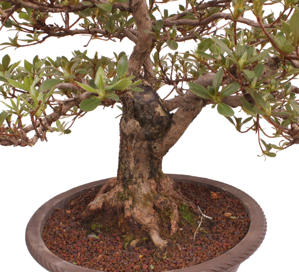 Bonsai Japanische Satsuki Azalee 'Megumi' Rhododendron indicum 229/137