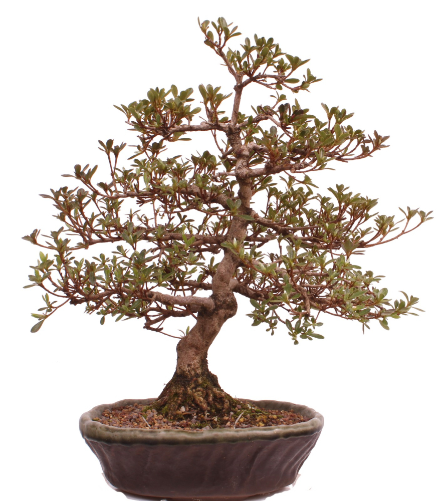 Bonsai Japanische Satsuki Azalee 'Mirei' Rhododendron indicum 229/138