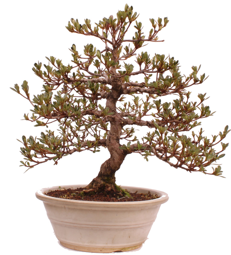 Bonsai Japanische Satsuki Azalee 'Mirei' Rhododendron indicum 229/139