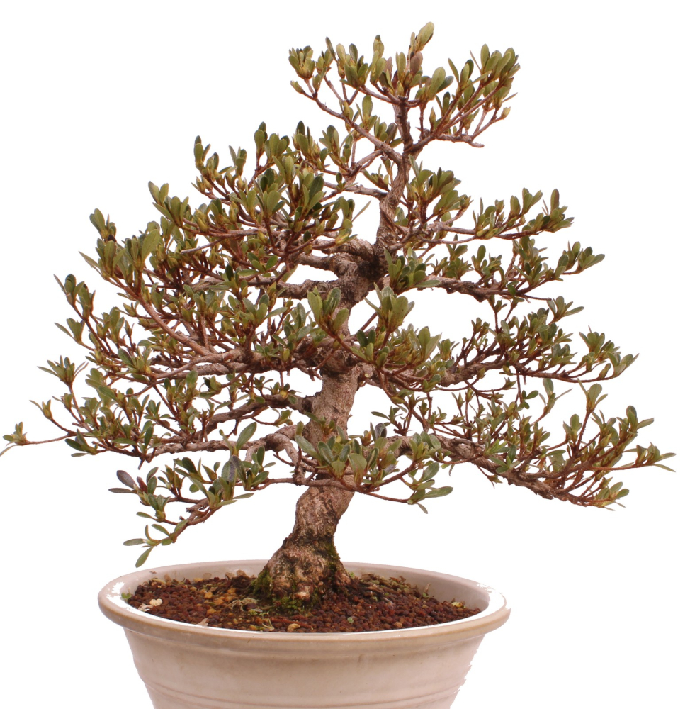 Bonsai Japanische Satsuki Azalee 'Mirei' Rhododendron indicum 229/139