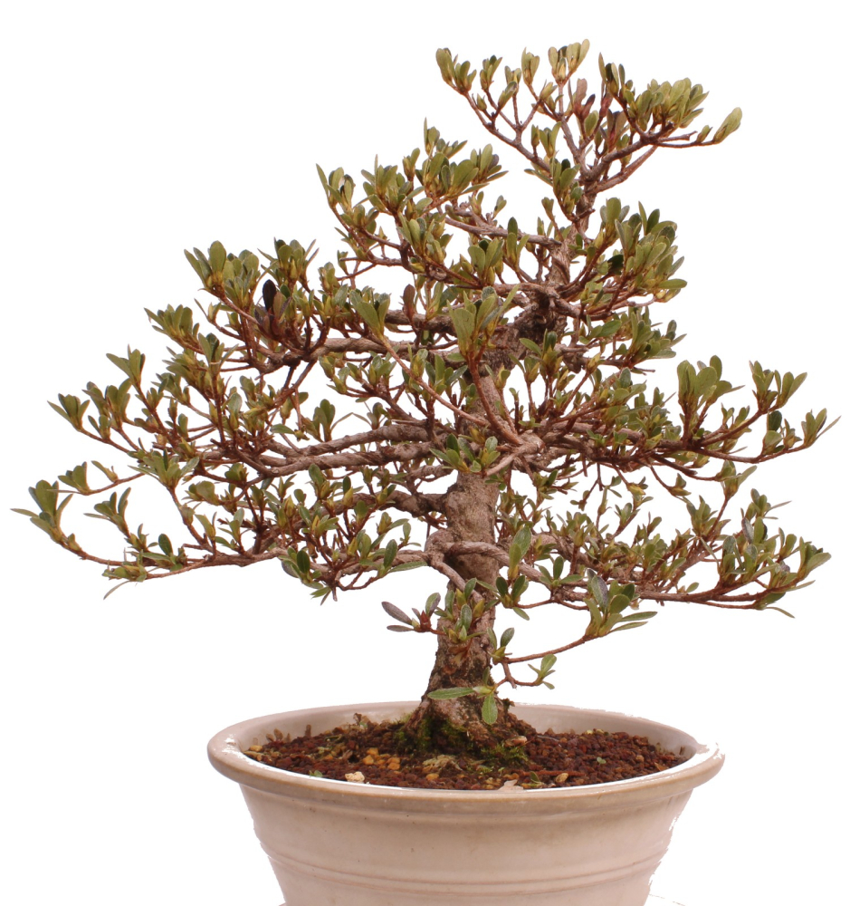 Bonsai Japanische Satsuki Azalee 'Mirei' Rhododendron indicum 229/139