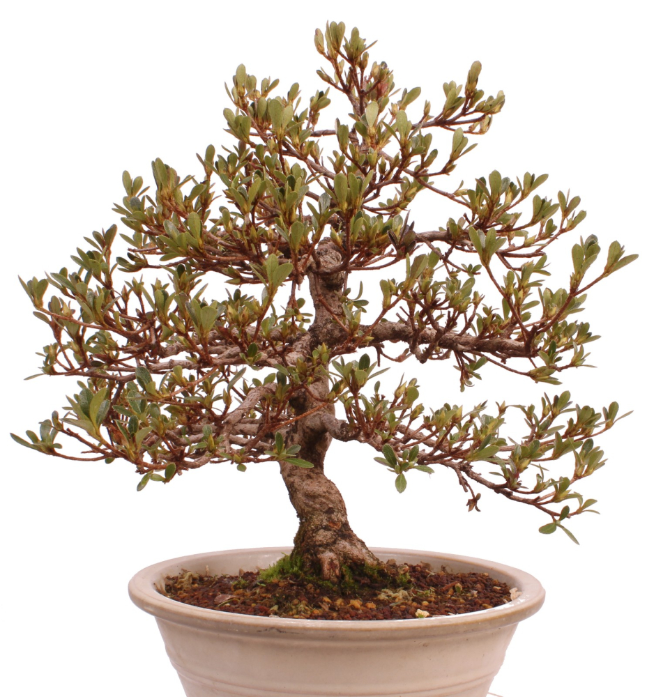 Bonsai Japanische Satsuki Azalee 'Mirei' Rhododendron indicum 229/139