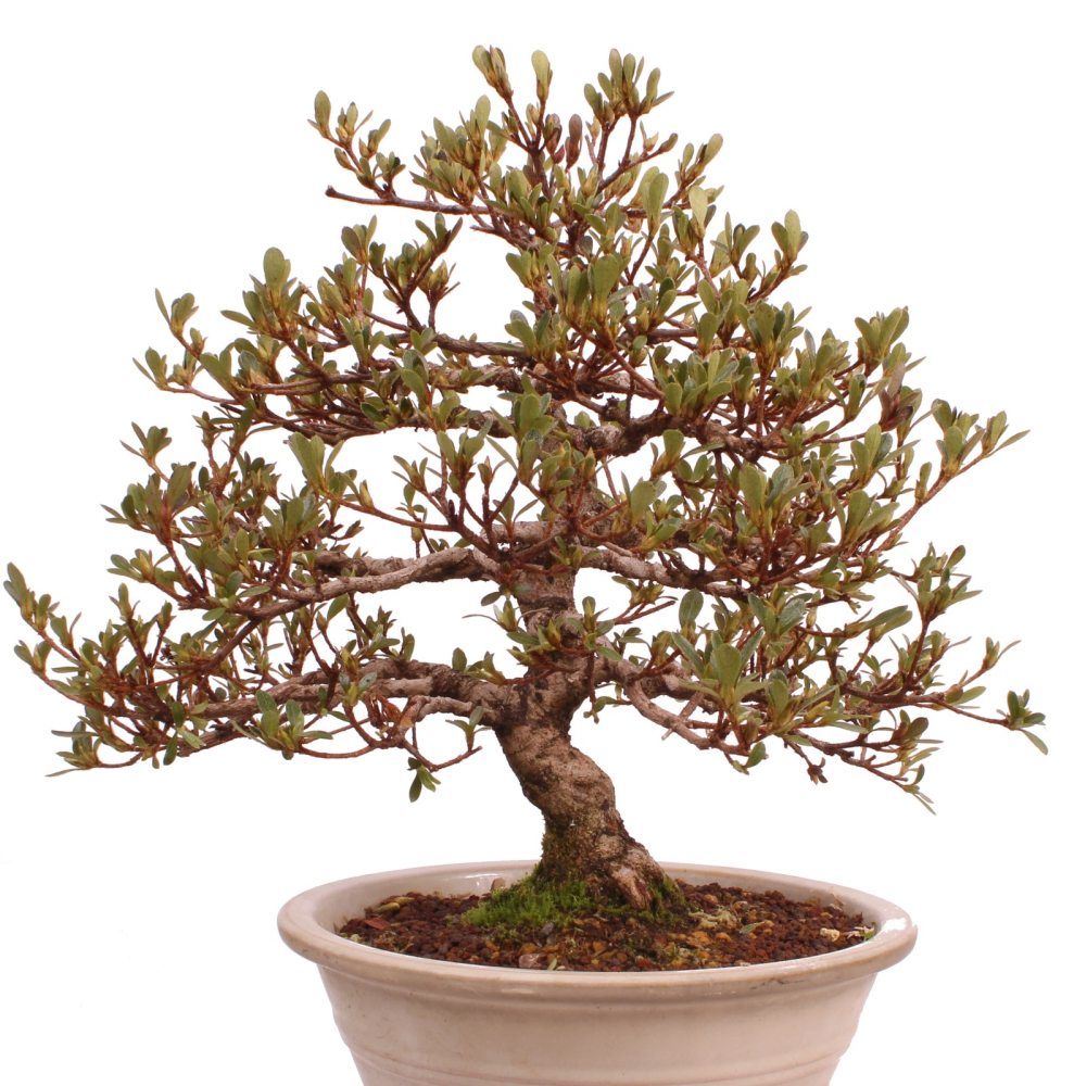 Bonsai Japanische Satsuki Azalee 'Mirei' Rhododendron indicum 229/139