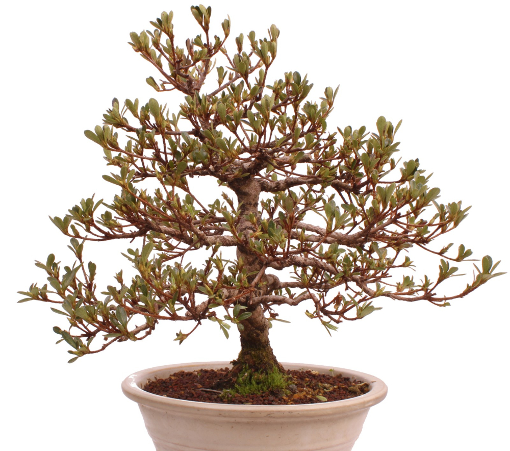 Bonsai Japanische Satsuki Azalee 'Mirei' Rhododendron indicum 229/139