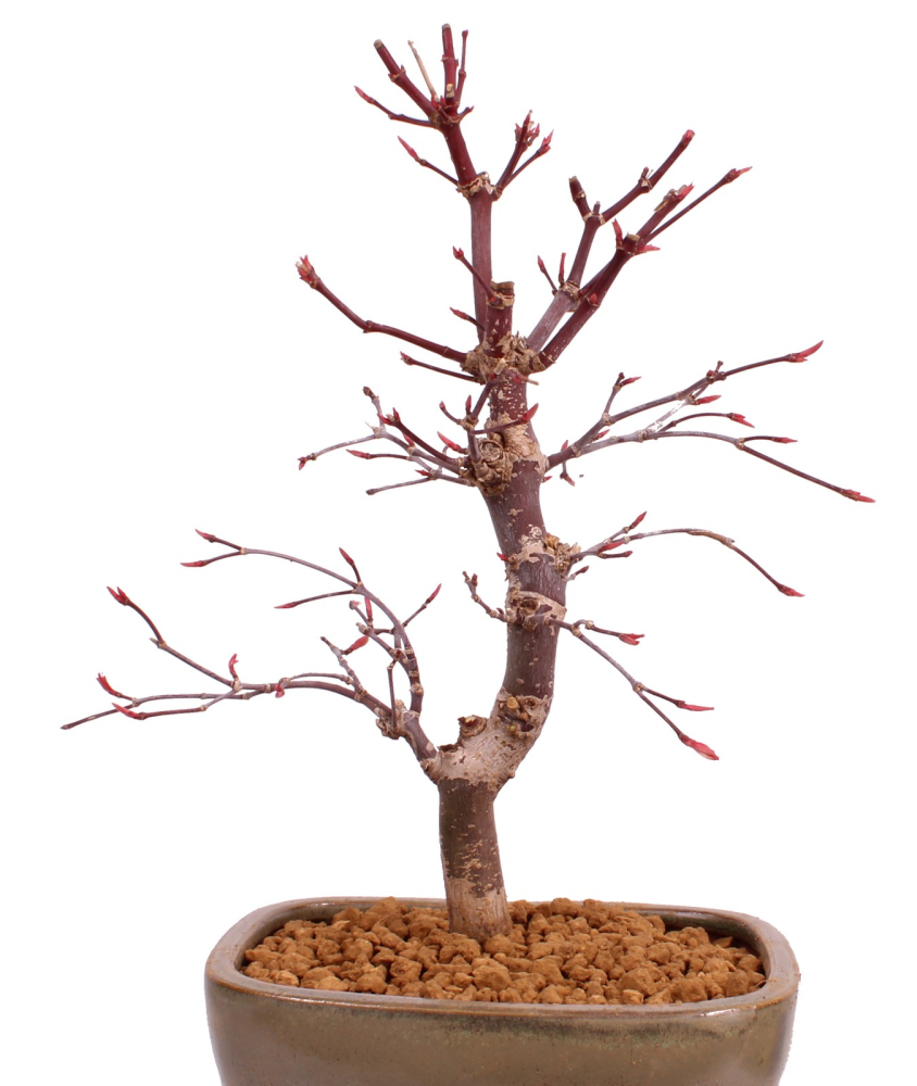 Bonsai - Acer palmatum 'Deshojo', roter Fächerahorn aus Japan 229/13