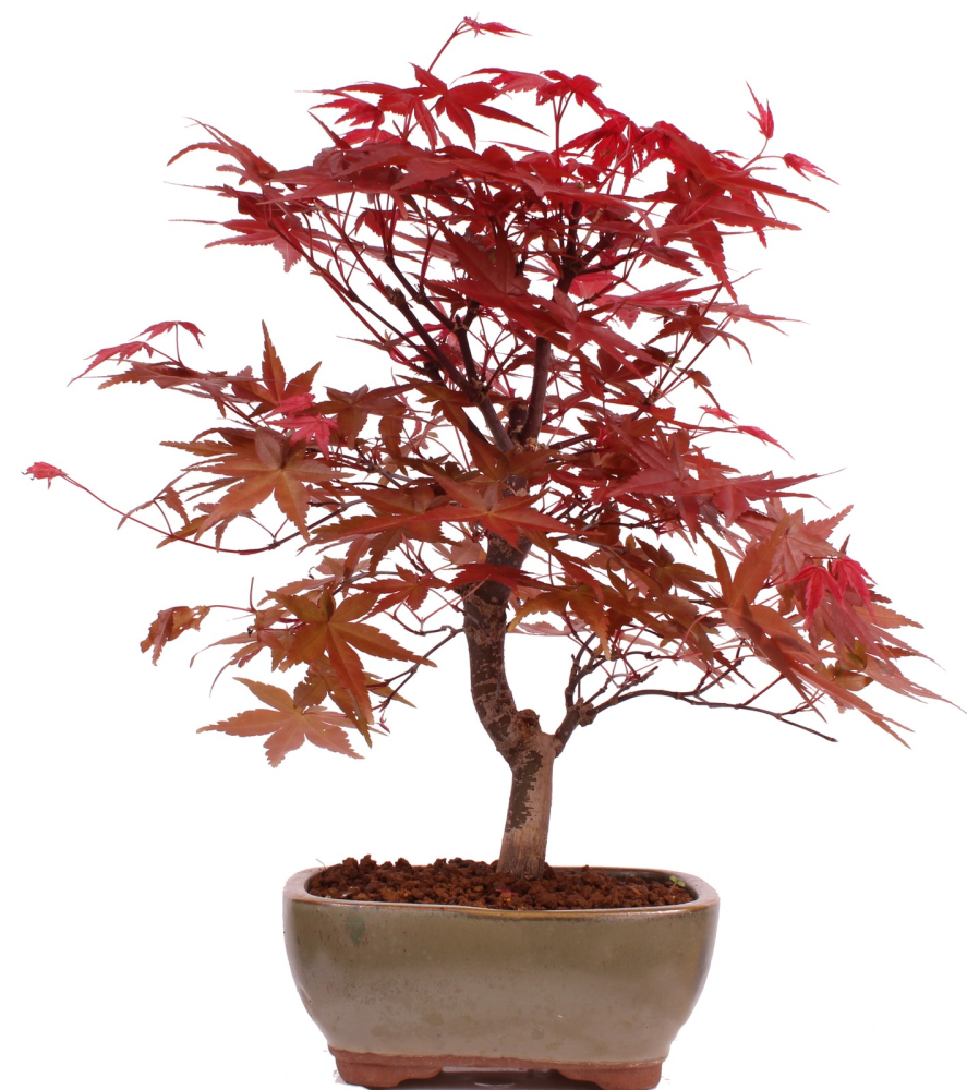 Bonsai - Acer palmatum 'Deshojo', roter Fächerahorn aus Japan 229/13