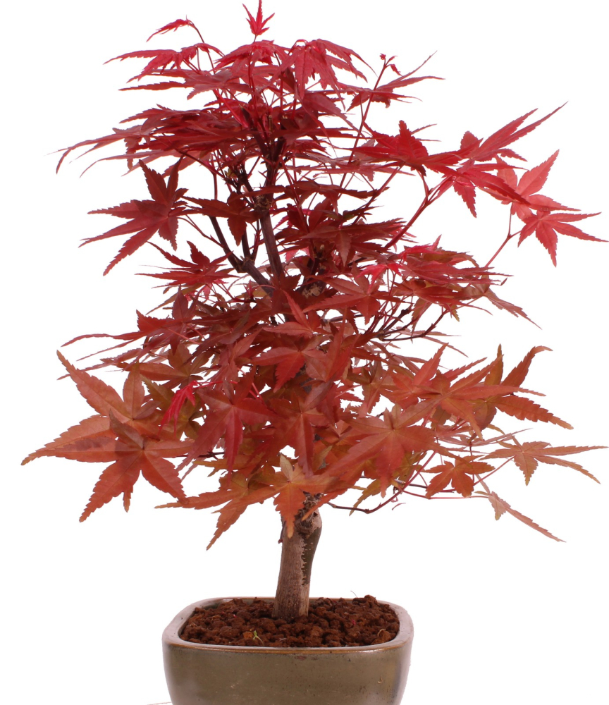 Preview: Bonsai - Acer palmatum 'Deshojo', roter Fächerahorn aus Japan 229/13