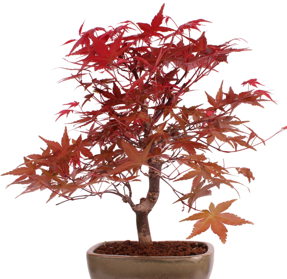 Preview: Bonsai - Acer palmatum 'Deshojo', roter Fächerahorn aus Japan 229/13