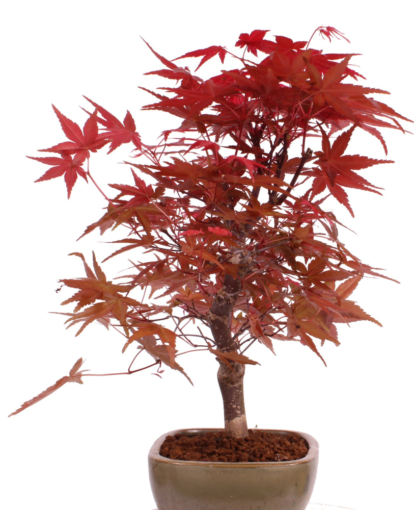 Preview: Bonsai - Acer palmatum 'Deshojo', roter Fächerahorn aus Japan 229/13