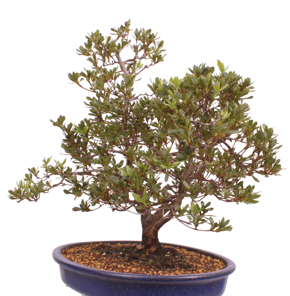 Preview: Bonsai Japanische Satsuki Azalee 'Beniko' Rhododendron indicum 229/140