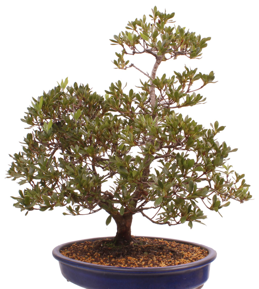 Bonsai Japanische Satsuki Azalee 'Beniko' Rhododendron indicum 229/140