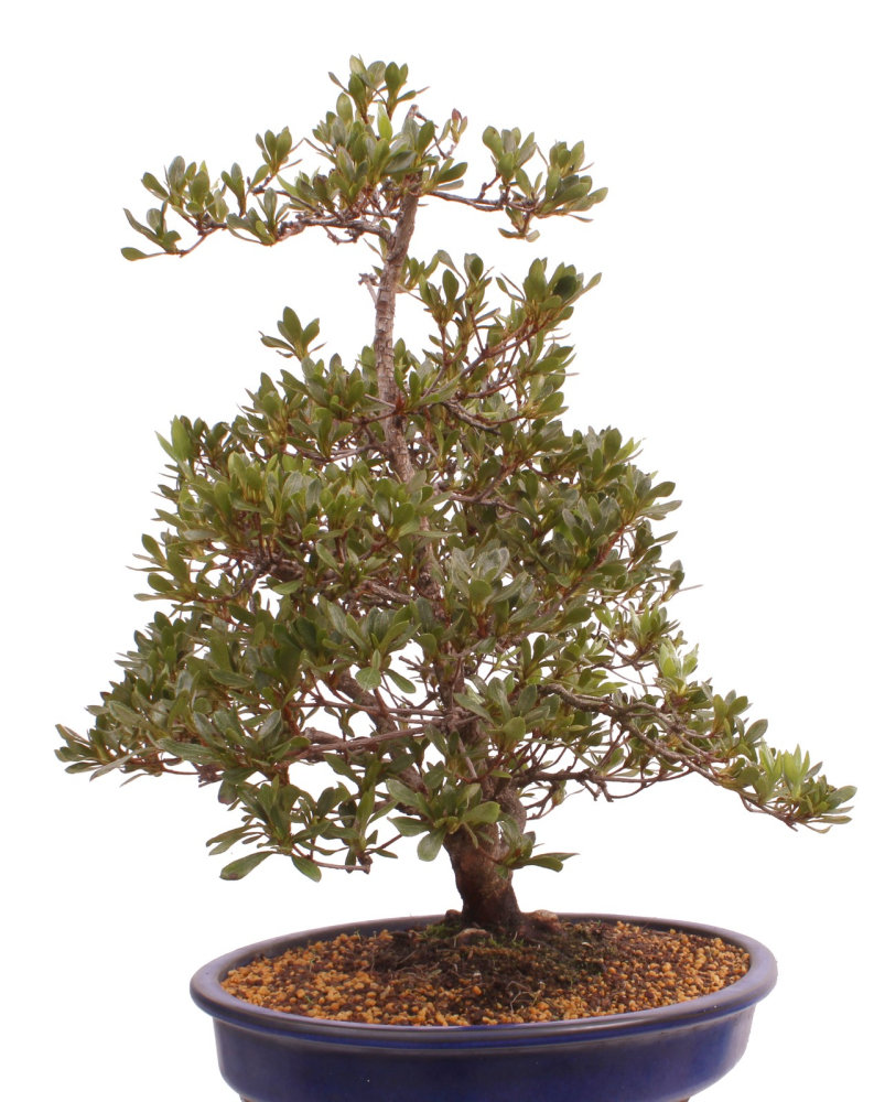Bonsai Japanische Satsuki Azalee 'Beniko' Rhododendron indicum 229/140