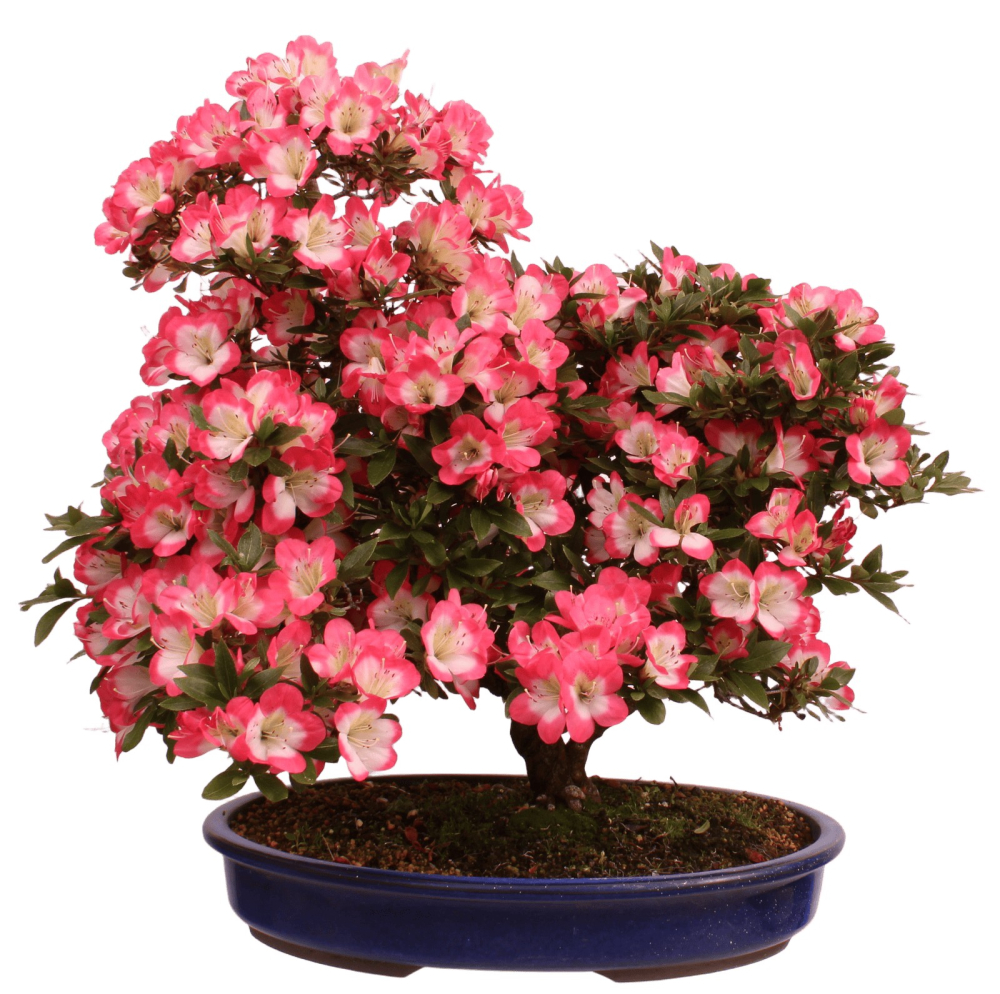 Bonsai Japanische Satsuki Azalee 'Beniko' Rhododendron indicum 229/140