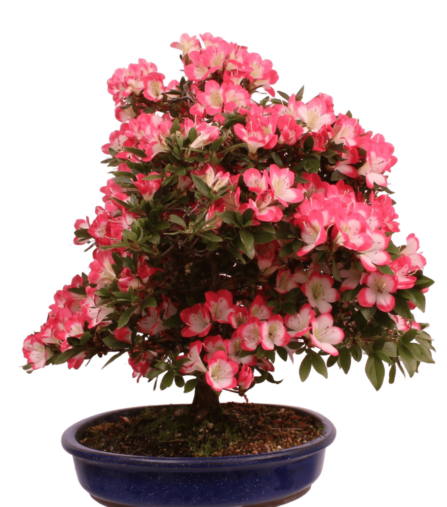 Preview: Bonsai Japanische Satsuki Azalee 'Beniko' Rhododendron indicum 229/140