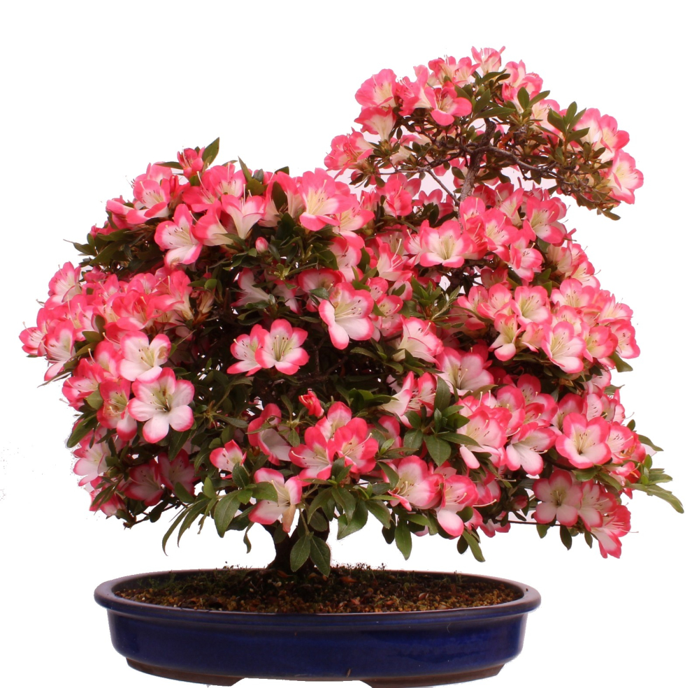 Preview: Bonsai Japanische Satsuki Azalee 'Beniko' Rhododendron indicum 229/140