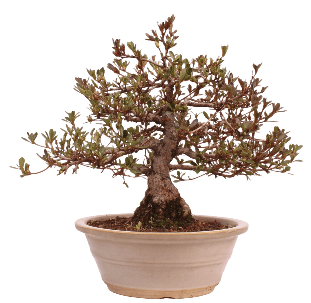 Bonsai Japanische Satsuki Azalee 'Misaki' Rhododendron indicum 229/141