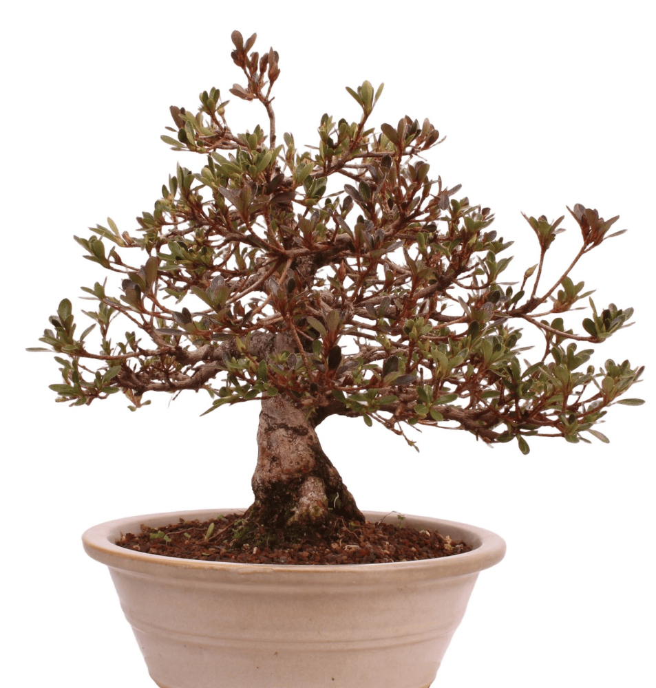 Bonsai Japanische Satsuki Azalee 'Misaki' Rhododendron indicum 229/141