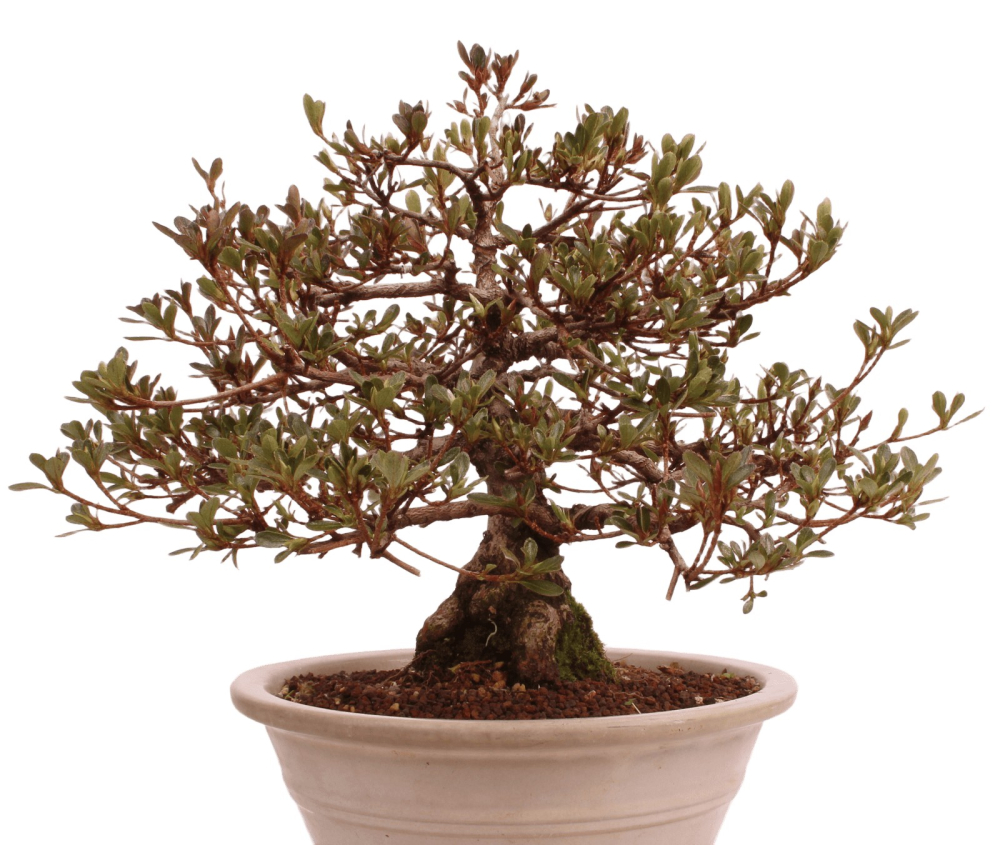 Bonsai Japanische Satsuki Azalee 'Misaki' Rhododendron indicum 229/141