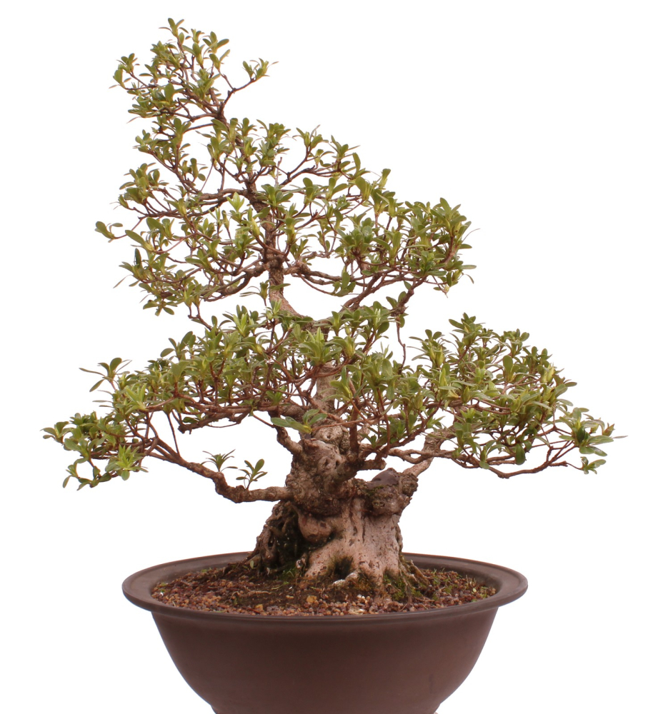 Bonsai Japanische Satsuki Azalee 'Yama-no-Hikari' Rhododendron indicum 229/142