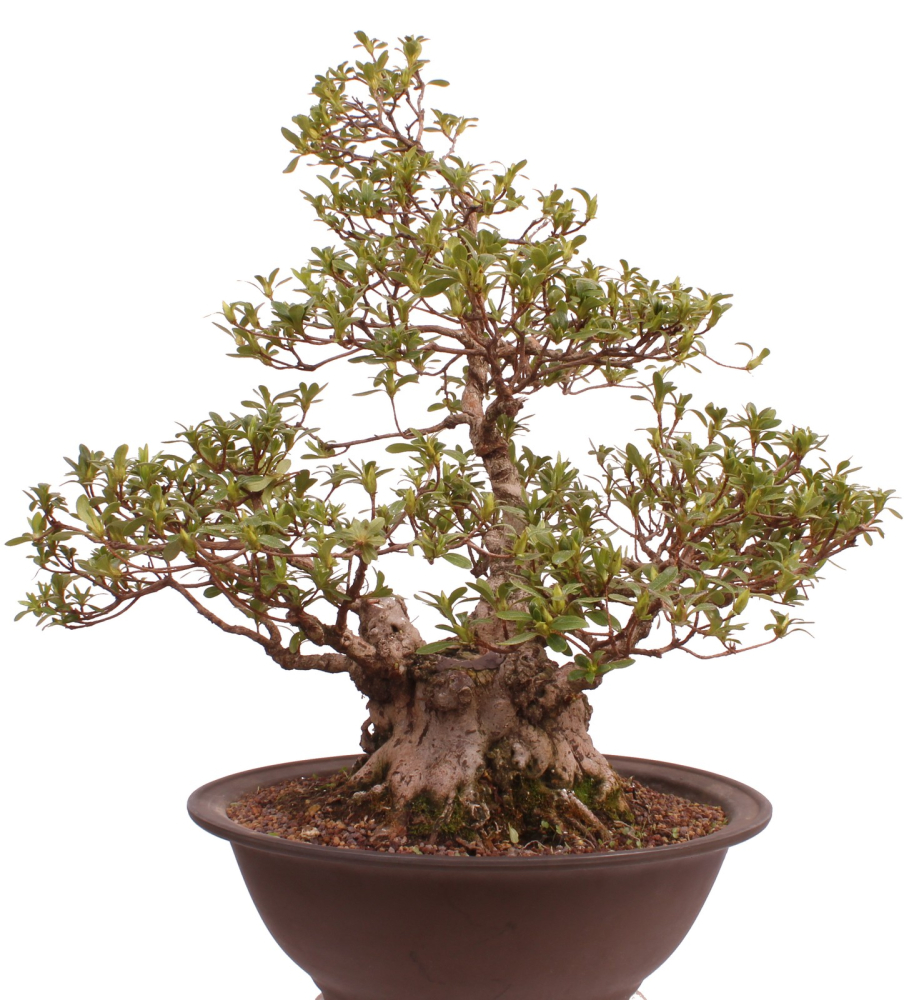 Bonsai Japanische Satsuki Azalee 'Yama-no-Hikari' Rhododendron indicum 229/142