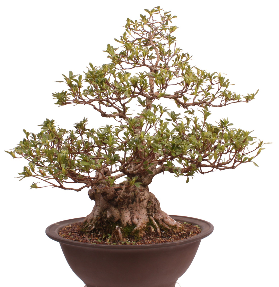 Bonsai Japanische Satsuki Azalee 'Yama-no-Hikari' Rhododendron indicum 229/142