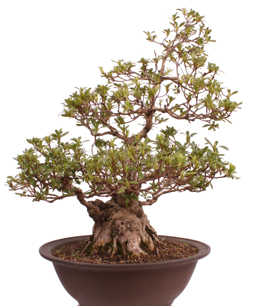 Bonsai Japanische Satsuki Azalee 'Yama-no-Hikari' Rhododendron indicum 229/142