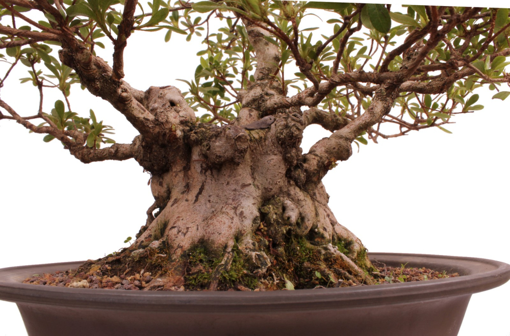 Bonsai Japanische Satsuki Azalee 'Yama-no-Hikari' Rhododendron indicum 229/142