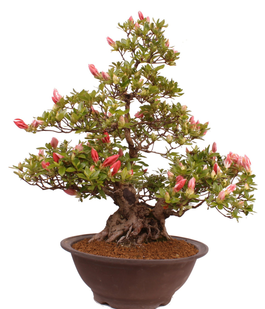 Bonsai Japanische Satsuki Azalee 'Yama-no-Hikari' Rhododendron indicum 229/142