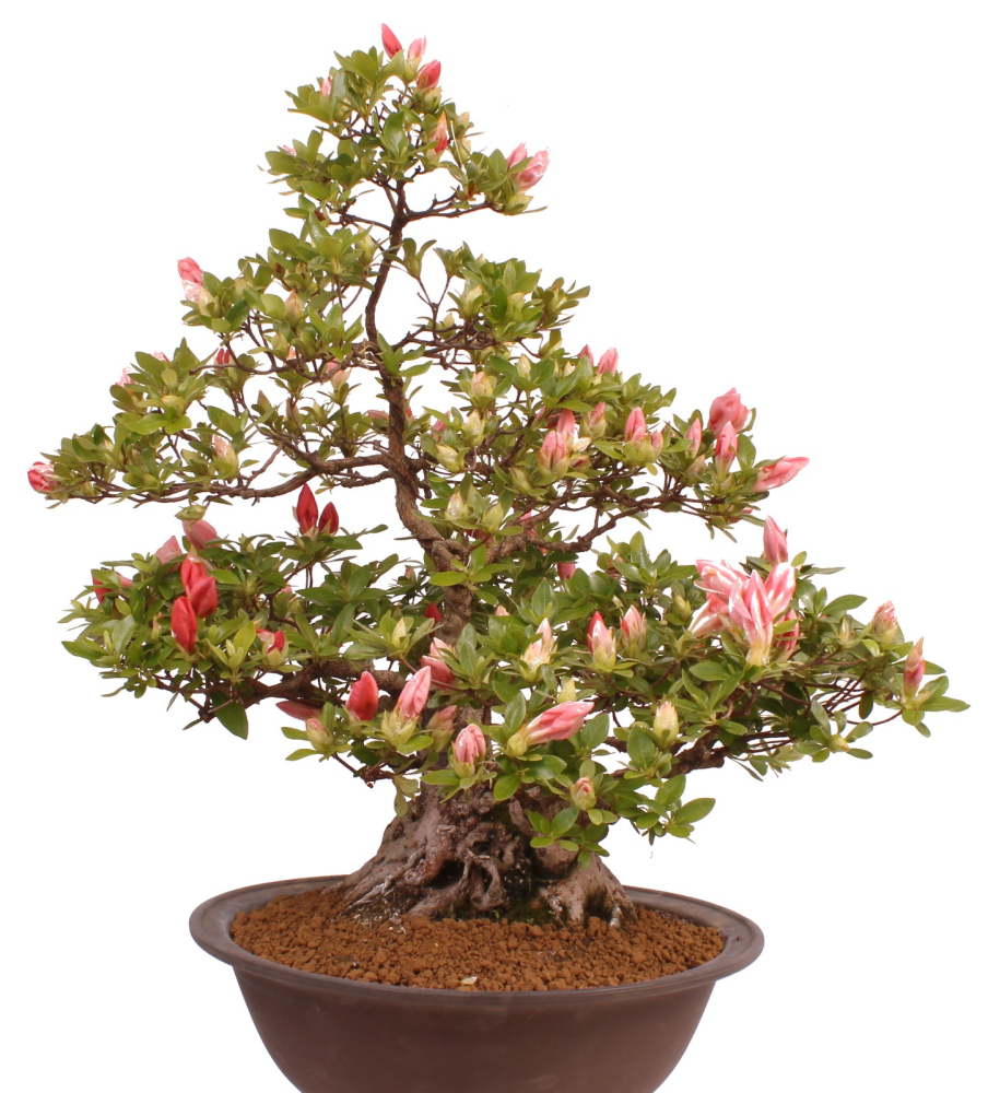 Preview: Bonsai Japanische Satsuki Azalee 'Yama-no-Hikari' Rhododendron indicum 229/142