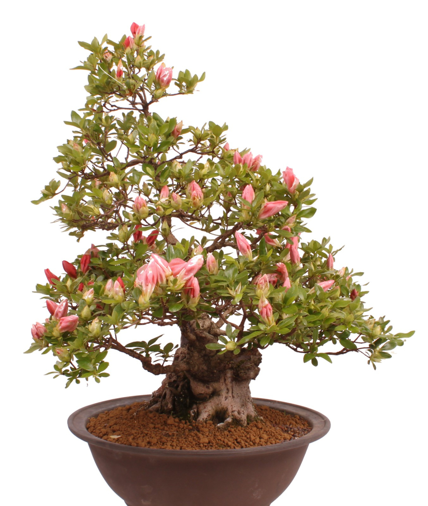 Preview: Bonsai Japanische Satsuki Azalee 'Yama-no-Hikari' Rhododendron indicum 229/142