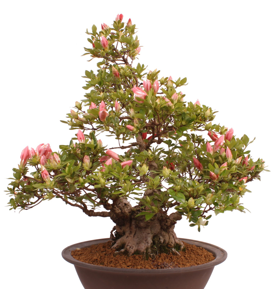 Bonsai Japanische Satsuki Azalee 'Yama-no-Hikari' Rhododendron indicum 229/142