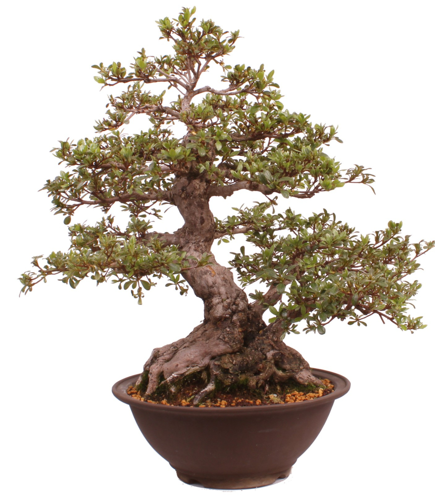 Bonsai Japanische Satsuki Azalee 'Kaen' Rhododendron indicum 229/145