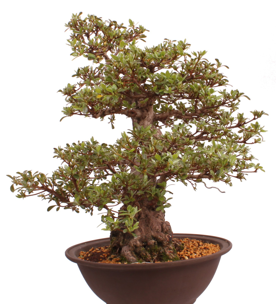 Bonsai Japanische Satsuki Azalee 'Kaen' Rhododendron indicum 229/145