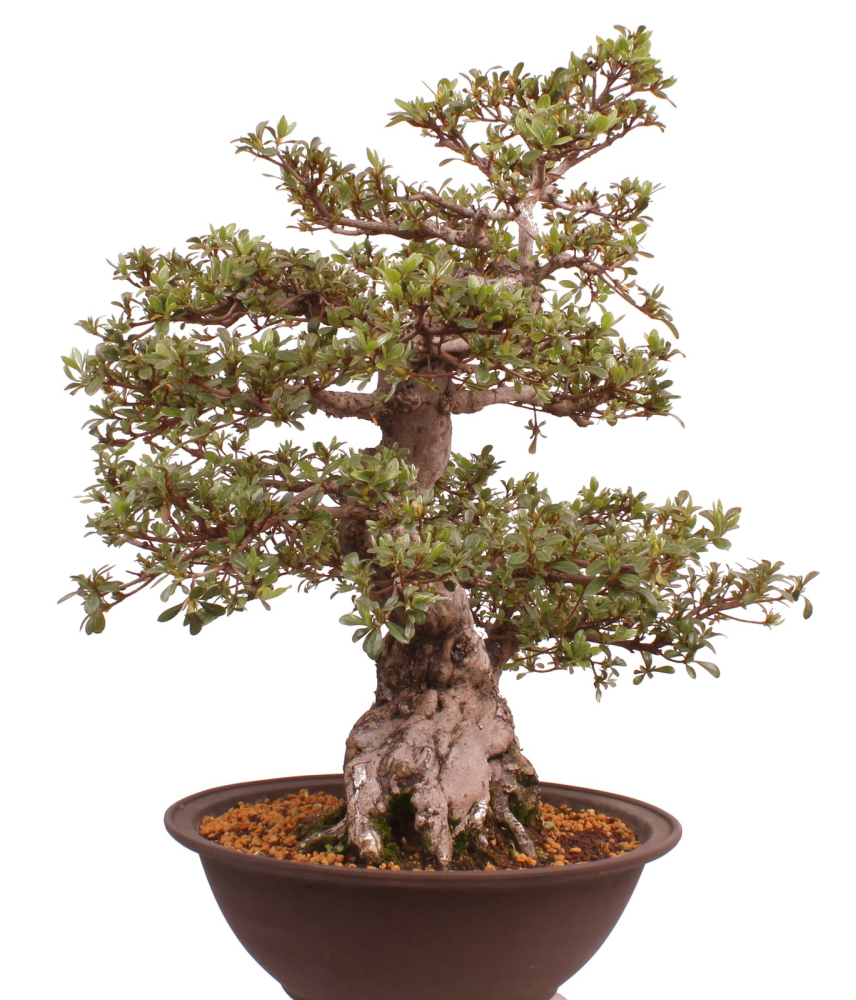 Bonsai Japanische Satsuki Azalee 'Kaen' Rhododendron indicum 229/145