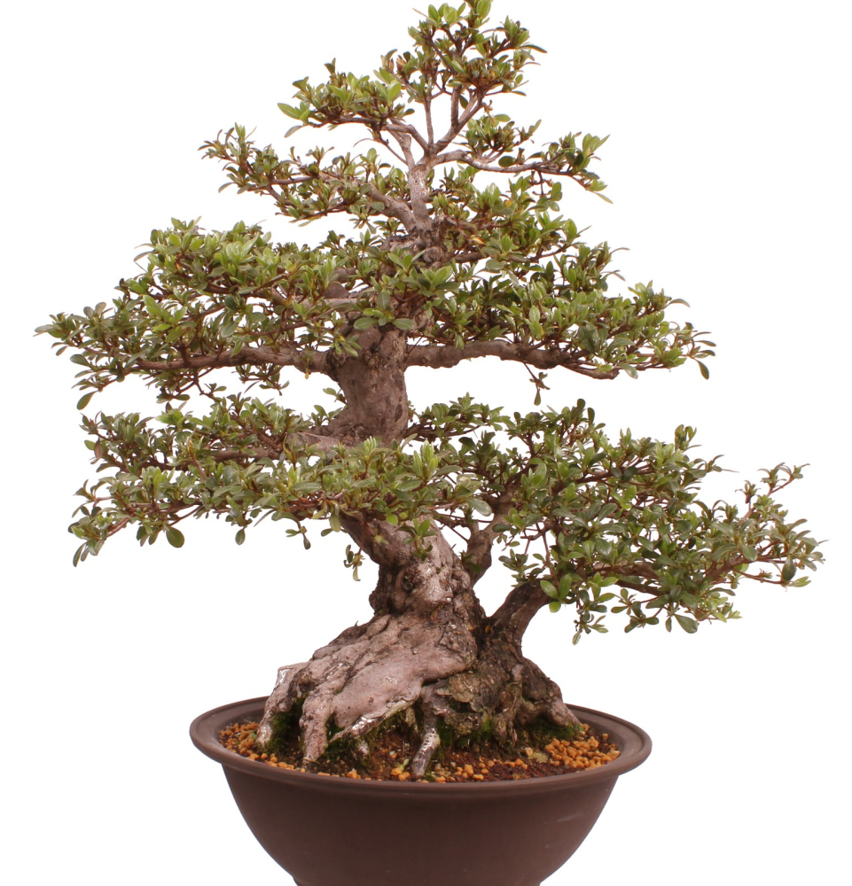 Bonsai Japanische Satsuki Azalee 'Kaen' Rhododendron indicum 229/145