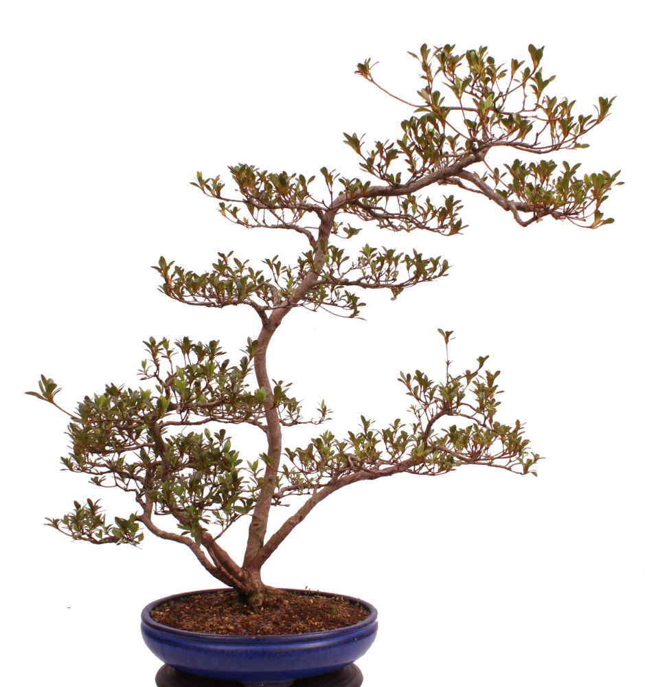 Bonsai Japanische Satsuki Azalee 'Asuka-no-Homare' Rhododendron indicum 229/147
