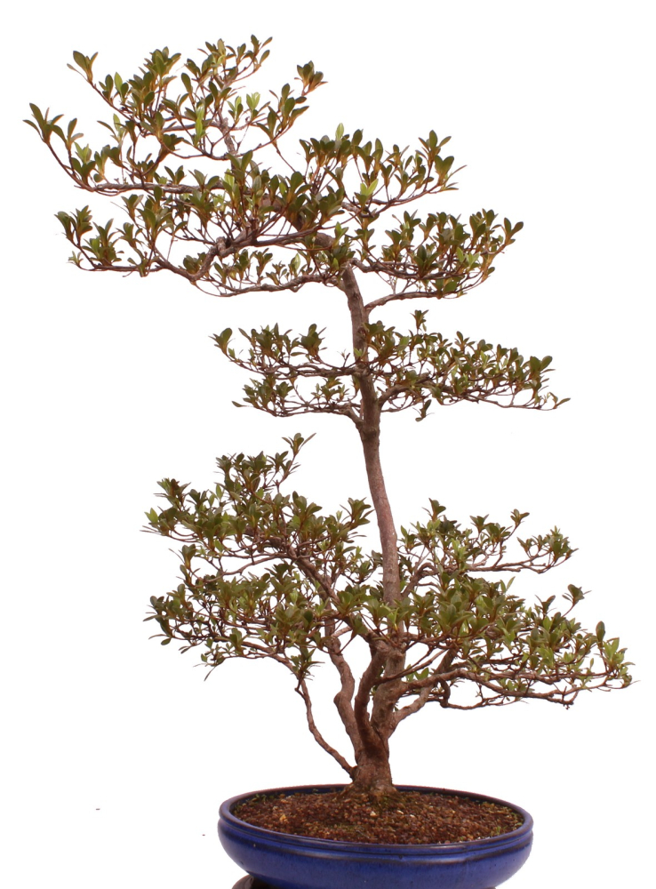 Preview: Bonsai Japanische Satsuki Azalee 'Asuka-no-Homare' Rhododendron indicum 229/147