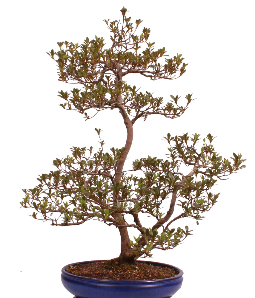 Bonsai Japanische Satsuki Azalee 'Asuka-no-Homare' Rhododendron indicum 229/147