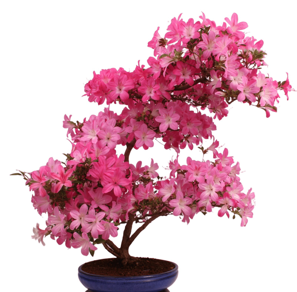 Bonsai Japanische Satsuki Azalee 'Asuka-no-Homare' Rhododendron indicum 229/147