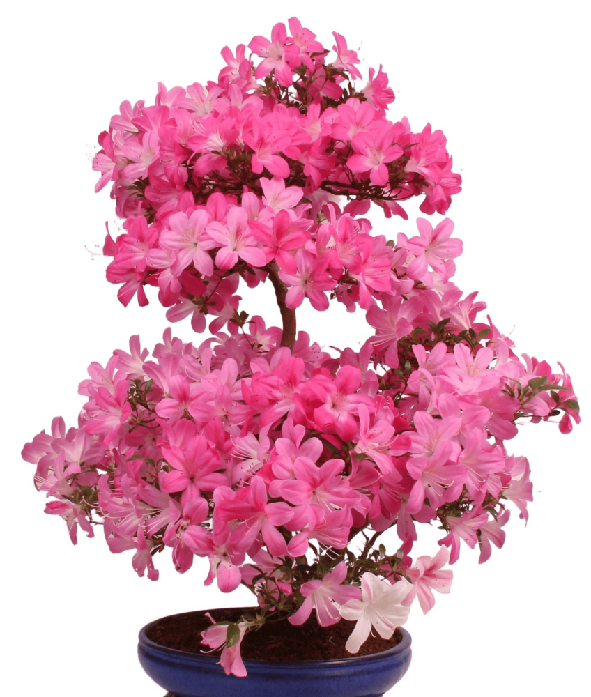 Bonsai Japanische Satsuki Azalee 'Asuka-no-Homare' Rhododendron indicum 229/147