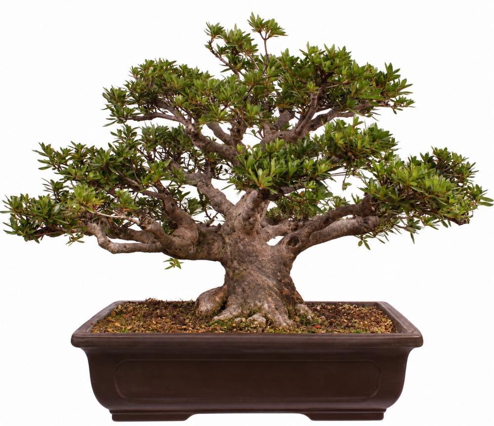 Bonsai - Japanische Satsuki Azalee - 'Chinzan' - Rhododendron indicum 229/149