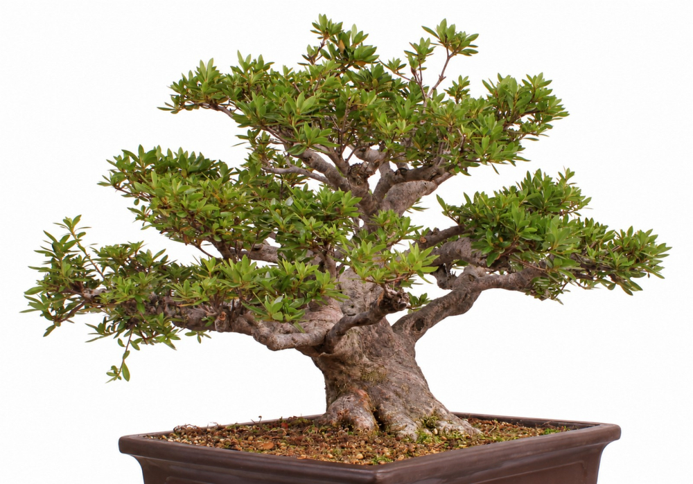 Preview: Bonsai - Japanische Satsuki Azalee - 'Chinzan' - Rhododendron indicum 229/149