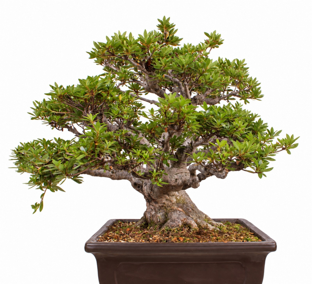 Bonsai - Japanische Satsuki Azalee - 'Chinzan' - Rhododendron indicum 229/149