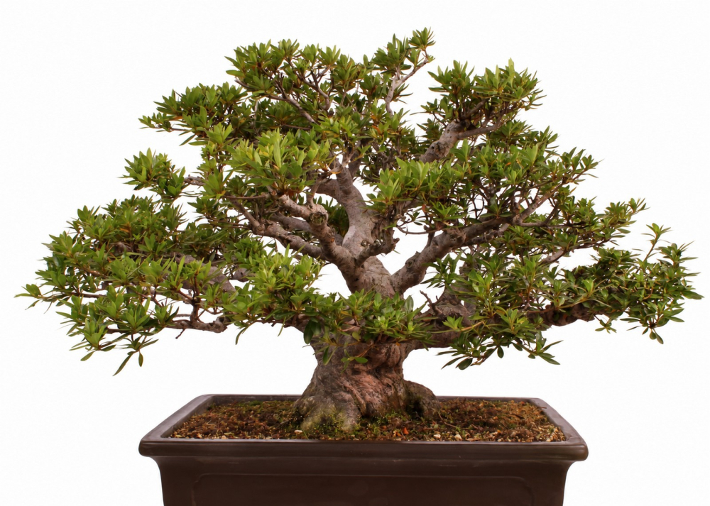 Bonsai - Japanische Satsuki Azalee - 'Chinzan' - Rhododendron indicum 229/149
