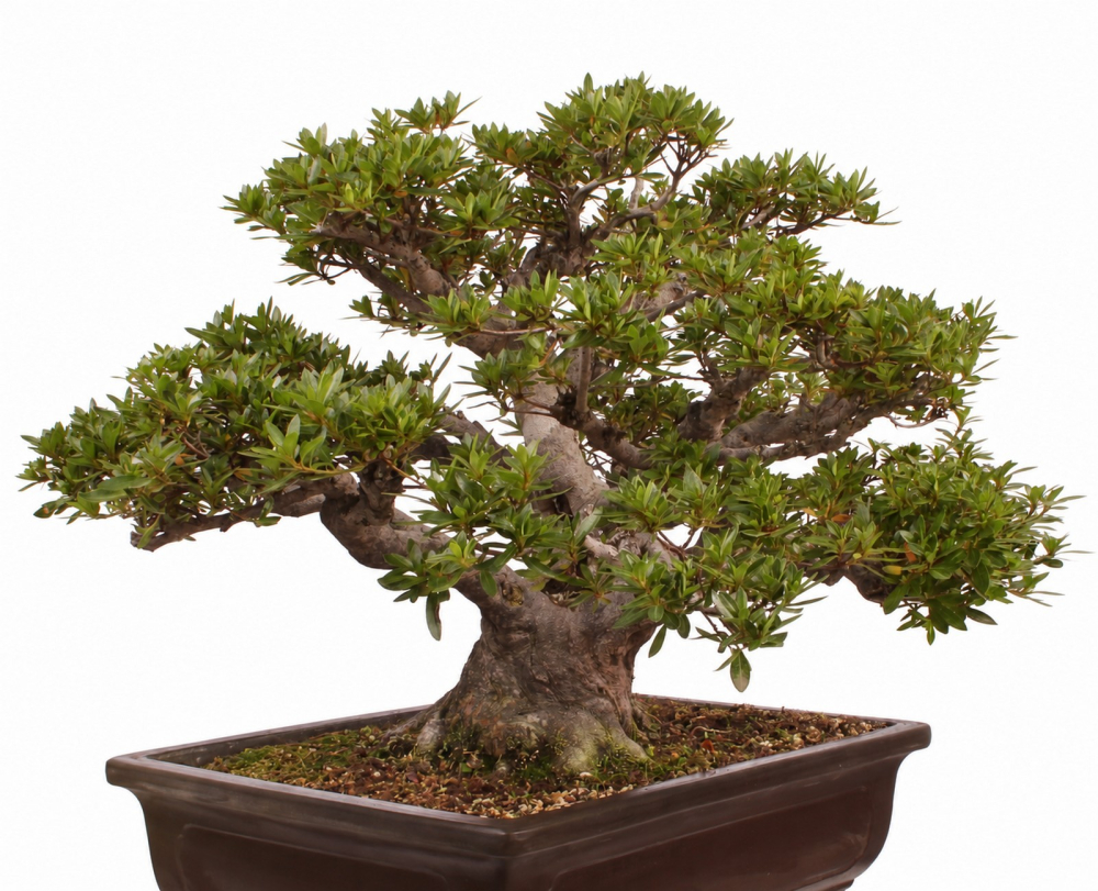 Bonsai - Japanische Satsuki Azalee - 'Chinzan' - Rhododendron indicum 229/149