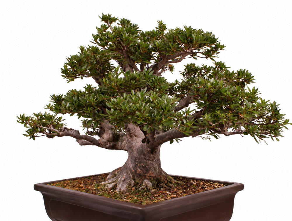 Bonsai - Japanische Satsuki Azalee - 'Chinzan' - Rhododendron indicum 229/149