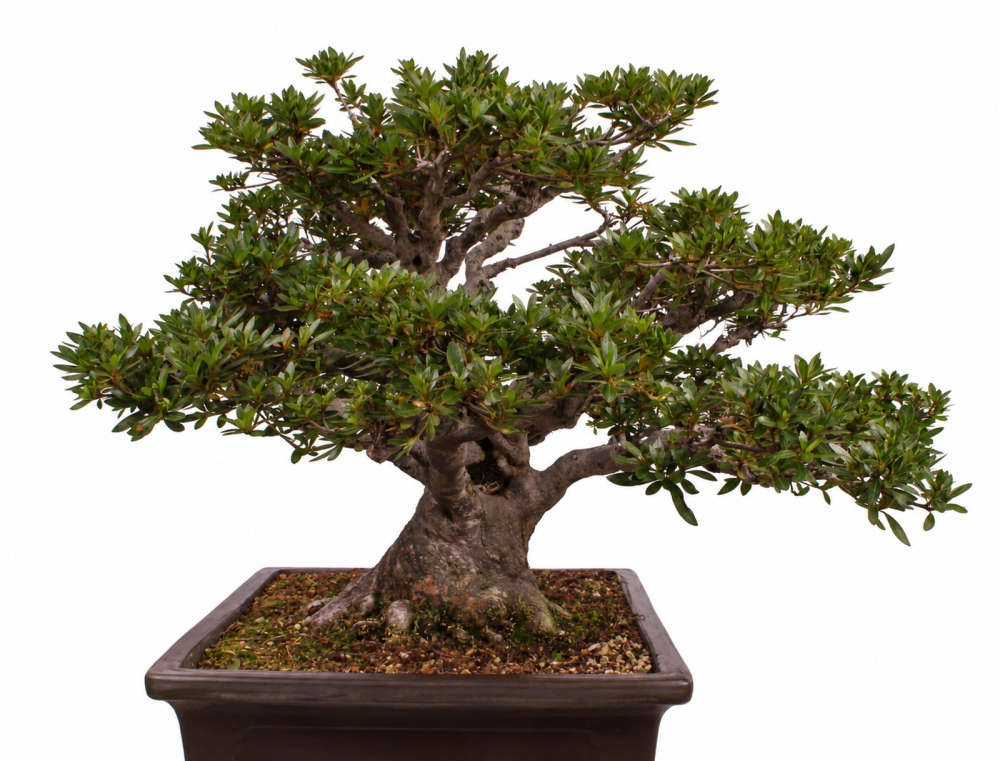 Bonsai - Japanische Satsuki Azalee - 'Chinzan' - Rhododendron indicum 229/149